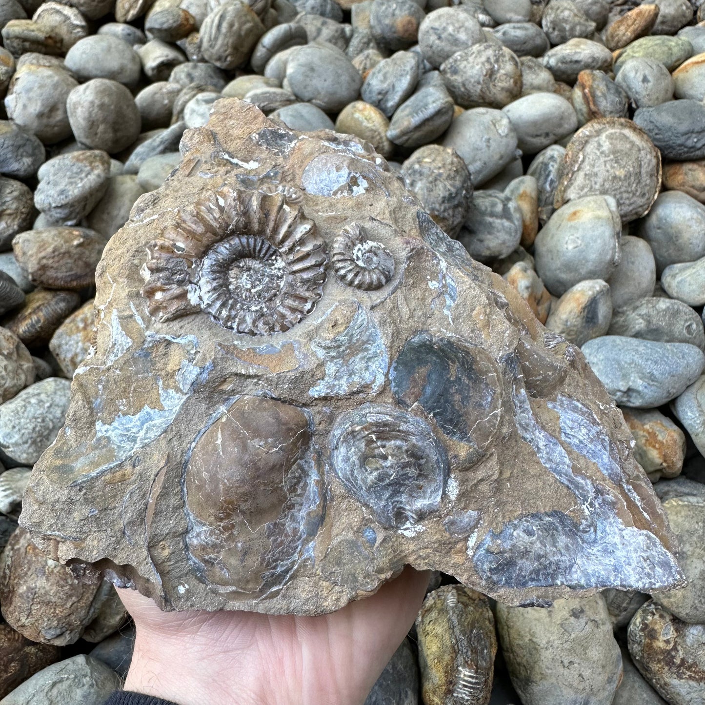 Androgynoceras Capricornus ammonite fossil - Whitby, North Yorkshire