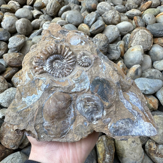 Androgynoceras Capricornus ammonite fossil - Whitby, North Yorkshire