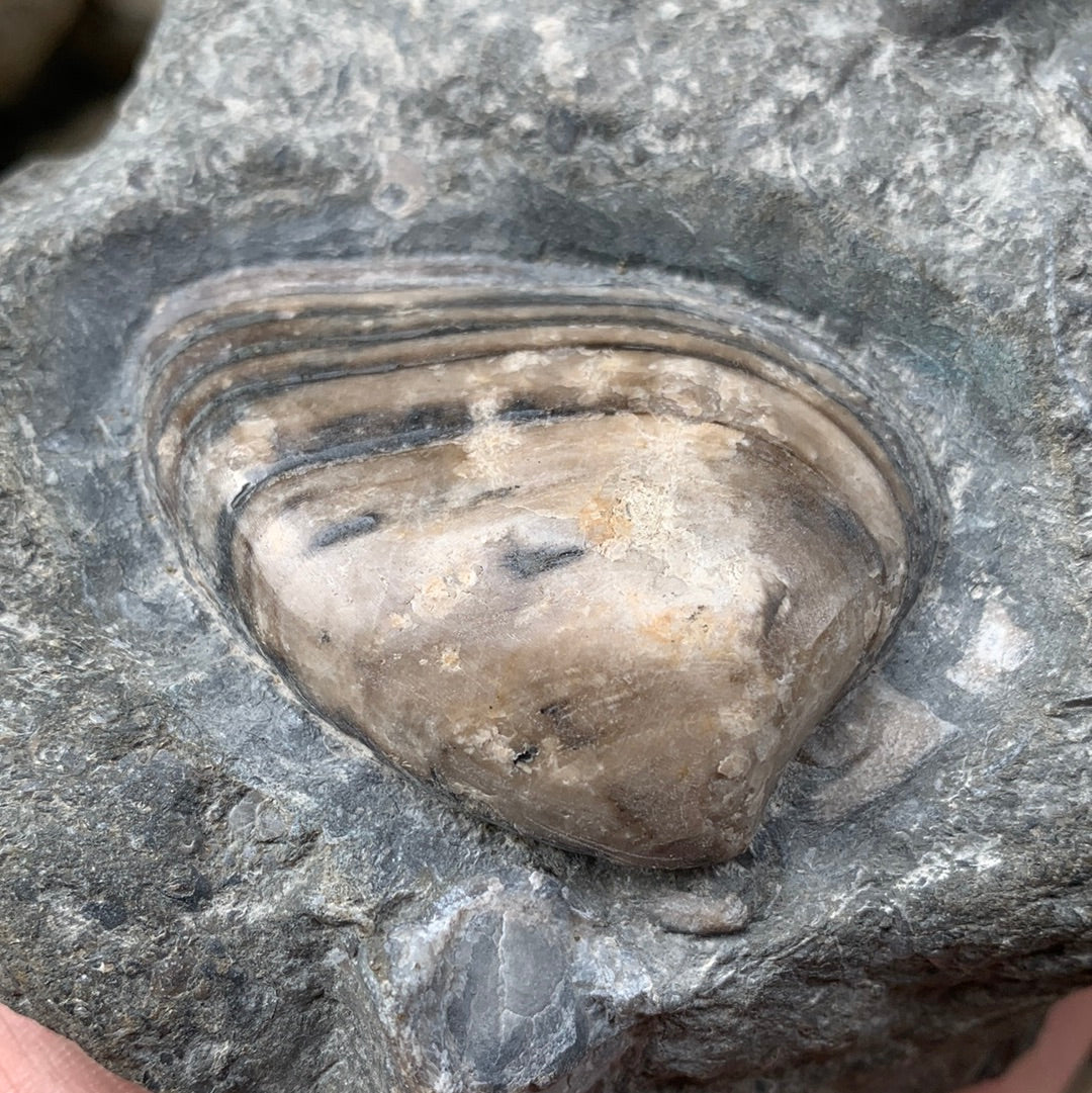 Cardinia Shell fossil - Whitby, North Yorkshire