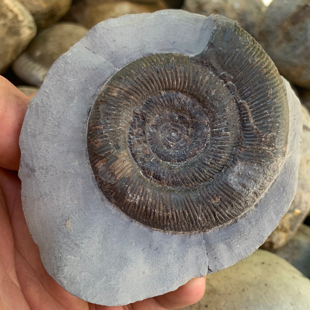 Dactylioceras tenuicostatum ammonite fossil - Whitby, North Yorkshire Jurassic Coast