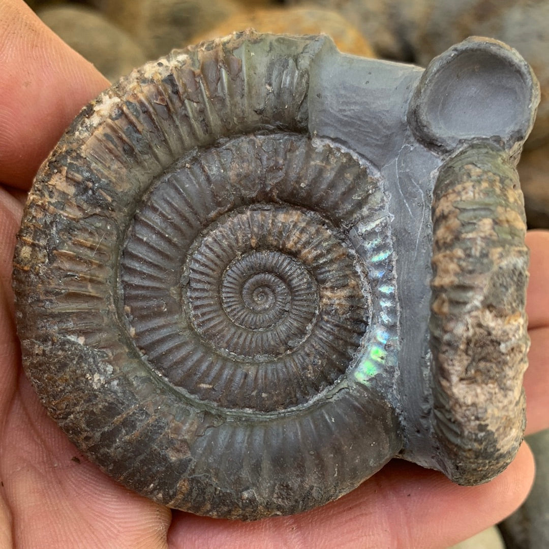 Dactylioceras Double ammonite fossil - Whitby, North Yorkshire Jurassic Coast