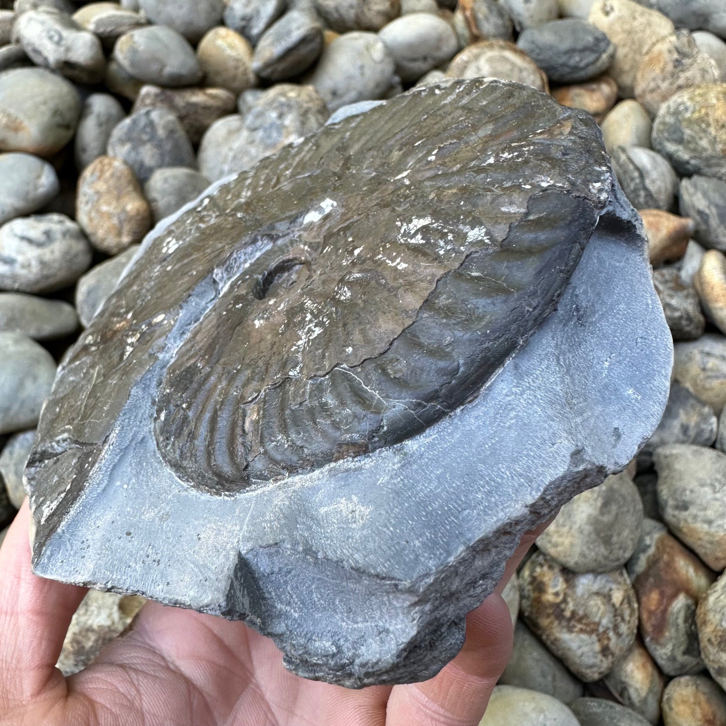 Pseudolioceras lythense ammonite fossil - Whitby, North Yorkshire, Yorkshire Fossils on the Jurassic Coast
