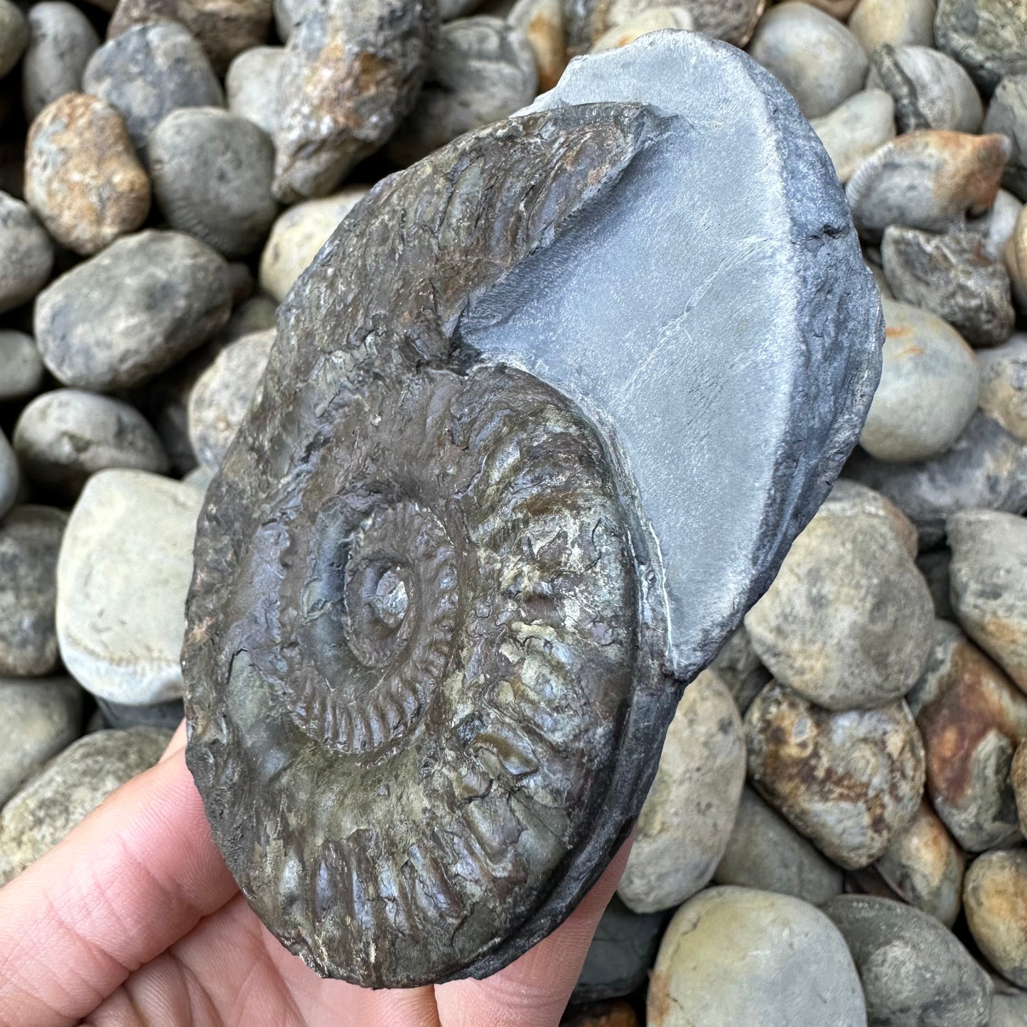 Hildoceras lusitanicum ammonite fossil - Whitby, North Yorkshire, Jurassic Coast, Yorkshire Fossils