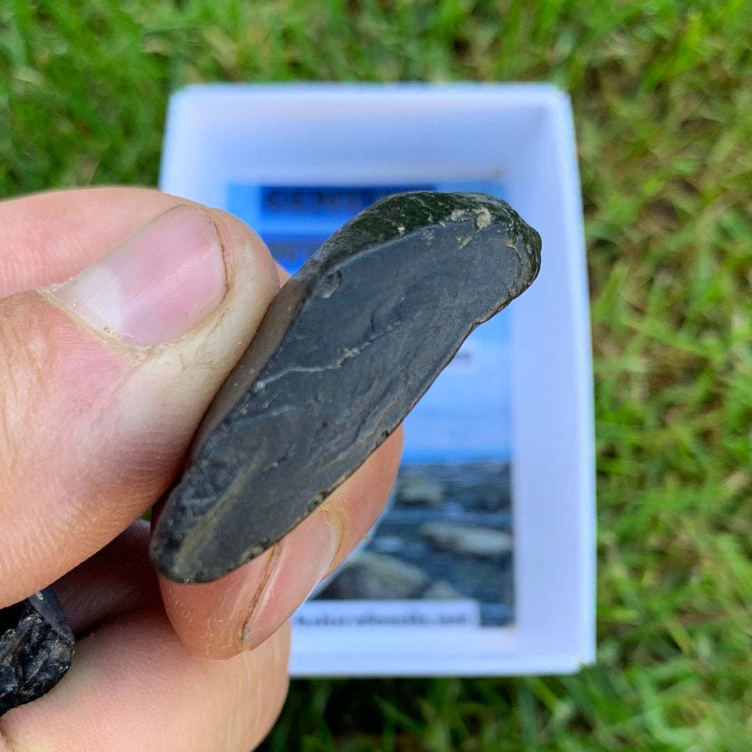Yorkshire Ammonite Shell Fossil Bundle - Jurassic Coast Fossil Bundle Whitby, North Yorkshire