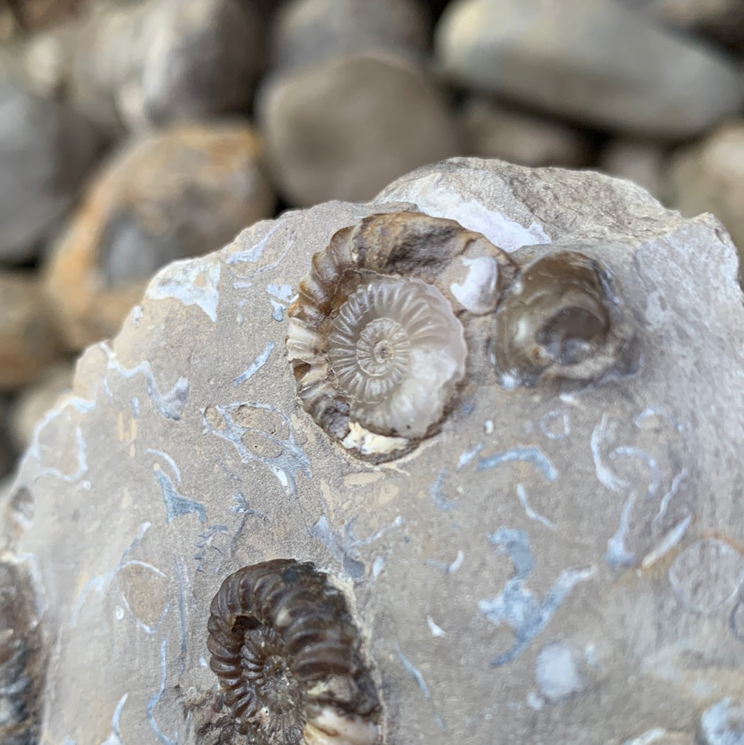 Androgynoceras capricornus ammonite fossil - Whitby, North Yorkshire