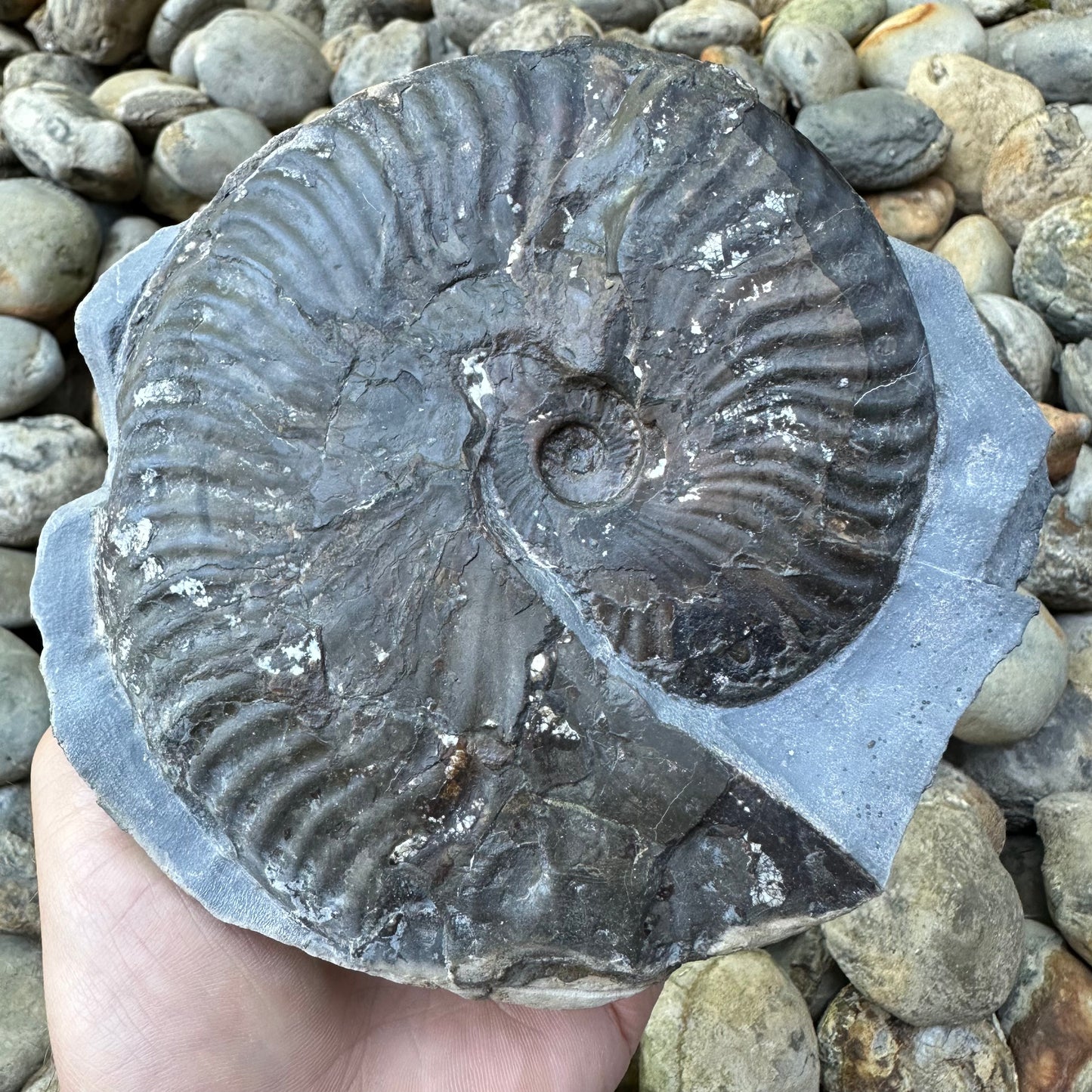Pseudolioceras lythense ammonite fossil - Whitby, North Yorkshire, Yorkshire Fossils on the Jurassic Coast