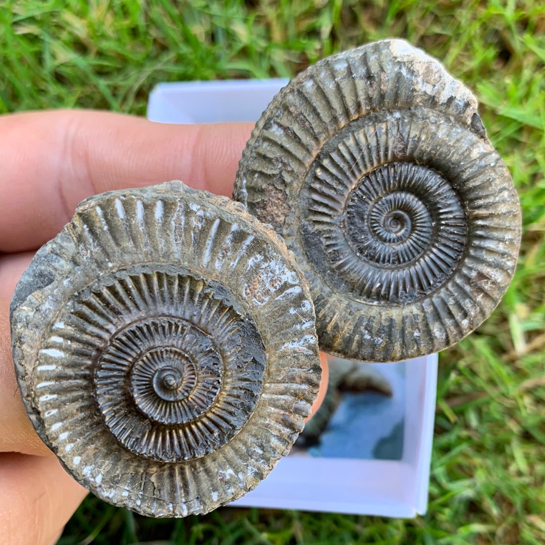 Yorkshire Ammonite Shell Fossil Bundle - Jurassic Coast Fossil Bundle Whitby, North Yorkshire
