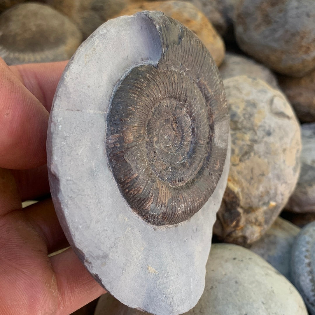 Dactylioceras tenuicostatum ammonite fossil - Whitby, North Yorkshire Jurassic Coast