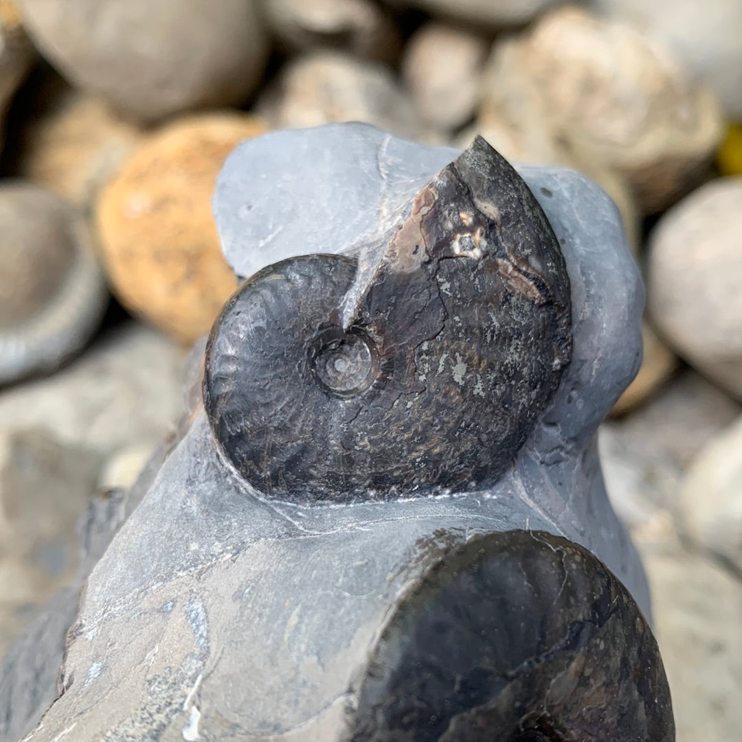 Grammoceras thouarense / pseudolioceras boulbiense ammonite fossil - Whitby, North Yorkshire Jurassic Coast