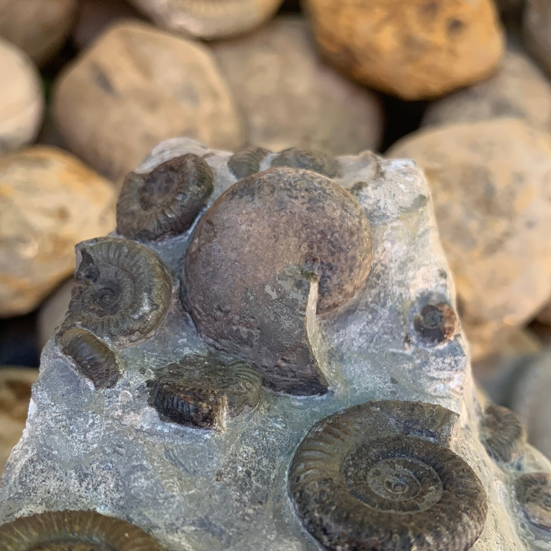 Gracile Multi-block ammonite fossil - Whitby, North Yorkshire Jurassic Coast