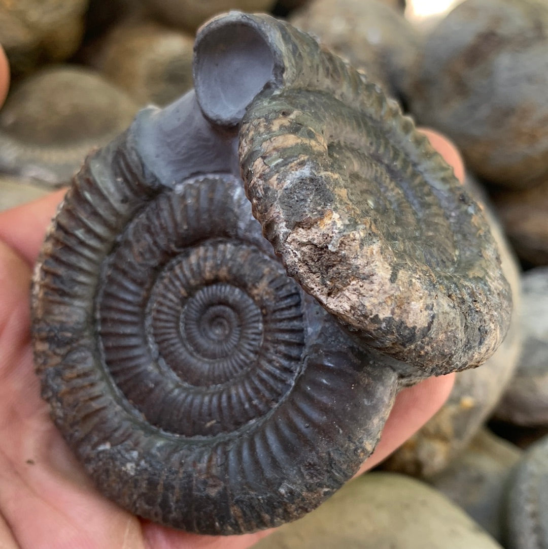 Dactylioceras Double ammonite fossil - Whitby, North Yorkshire Jurassic Coast