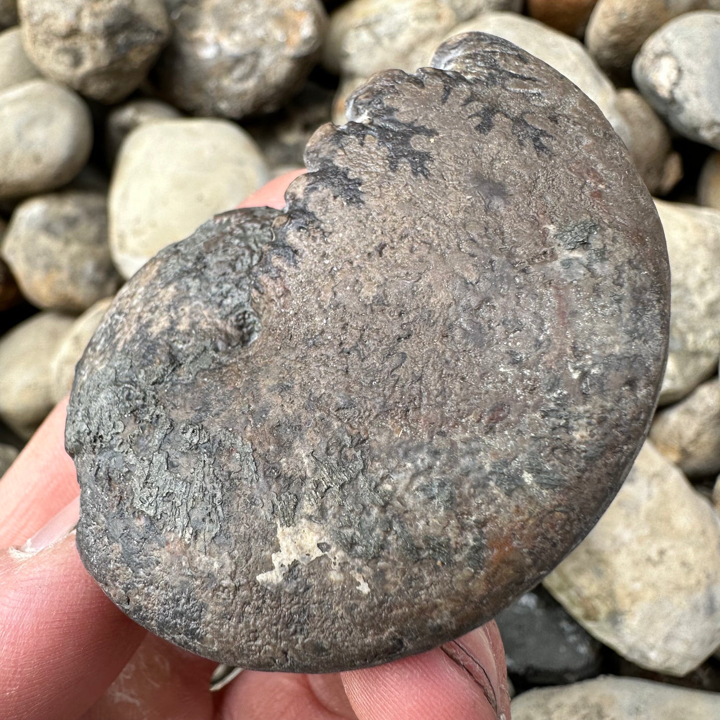 Phylloceras ammonite fossil - Whitby, North Yorkshire Jurassic Coast, Yorkshire fossils
