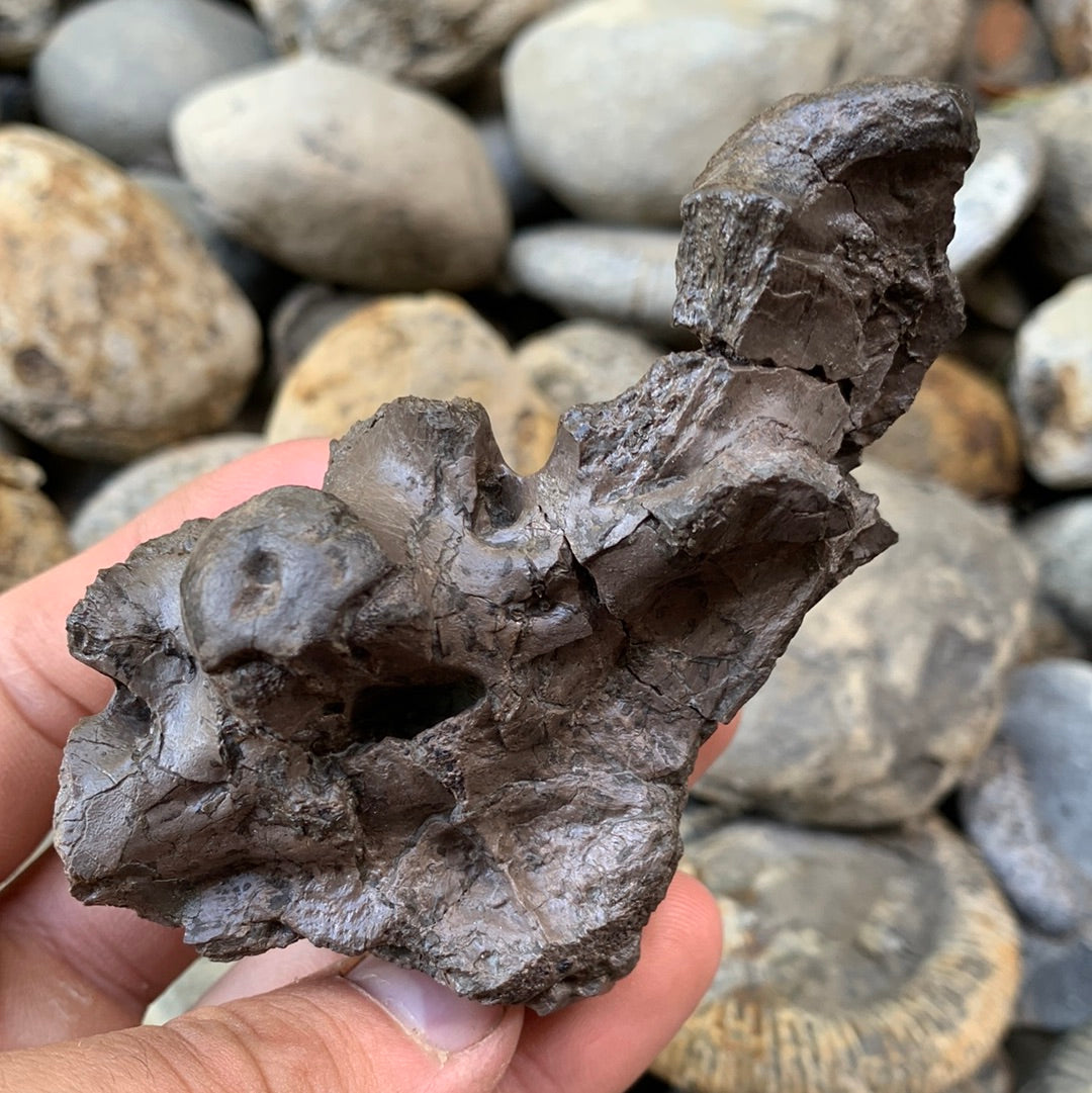 Partial Crocodile Skull - Marine Reptile Whitby, North Yorkshire