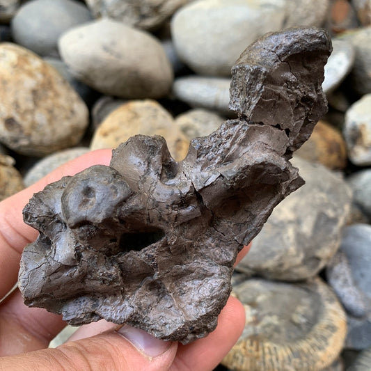 Partial Crocodile Skull - Marine Reptile Whitby, North Yorkshire