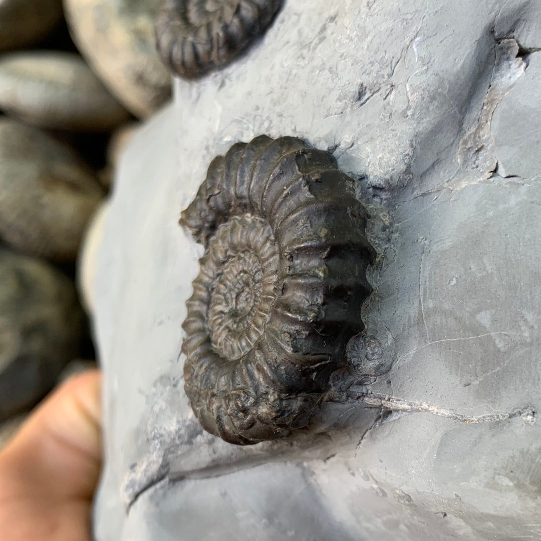 Gagaticeras ammonite shell fossil - Whitby, North Yorkshire
