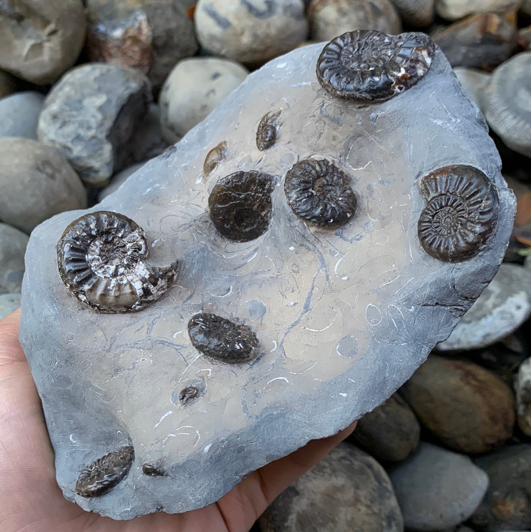 Amaltheus subnodosus ammonite fossil - Whitby, North Yorkshire