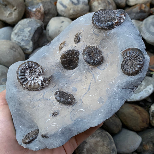 Amaltheus subnodosus ammonite fossil - Whitby, North Yorkshire