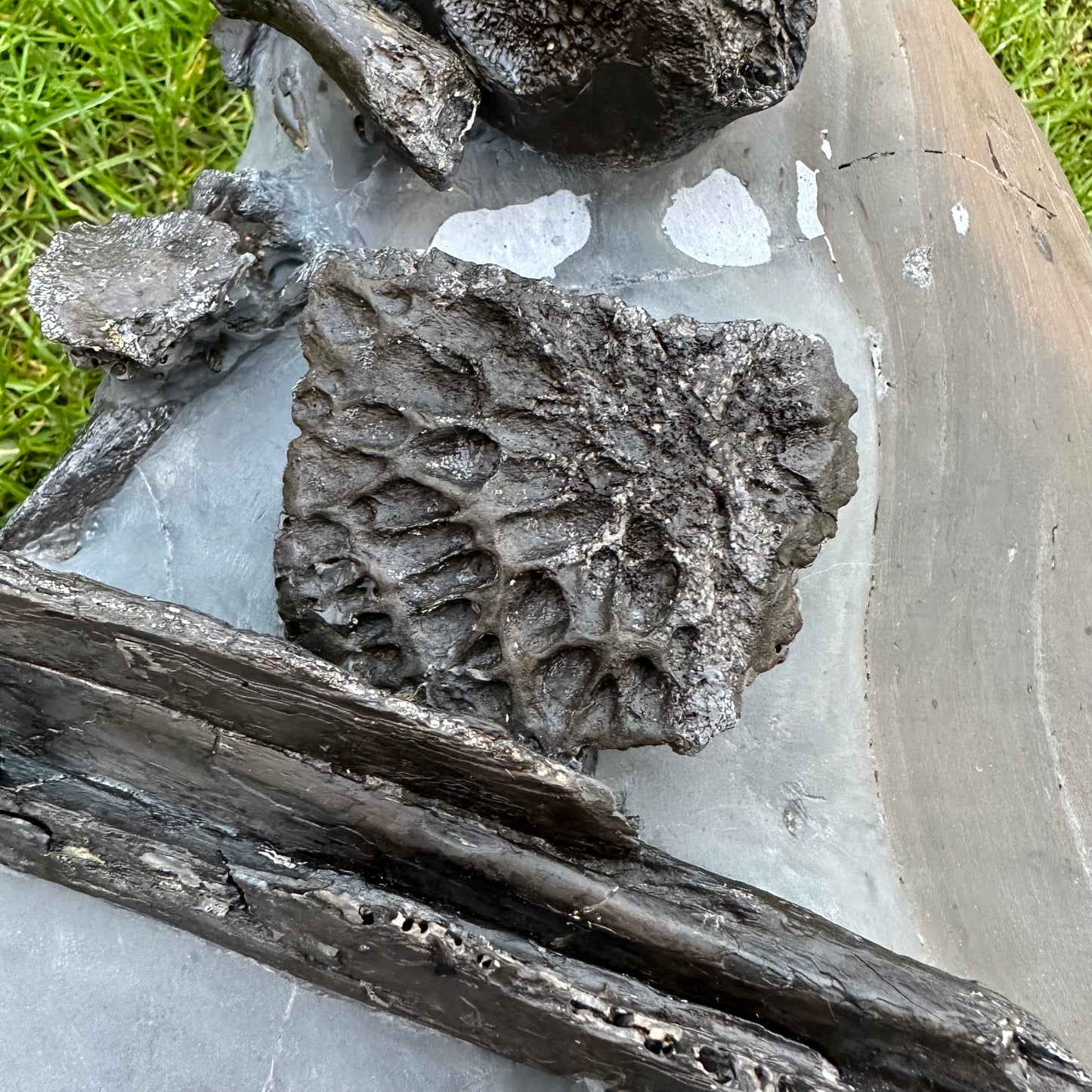 Crocodile Bone Block - Marine Reptile Whitby, North Yorkshire, Jurassic Coast