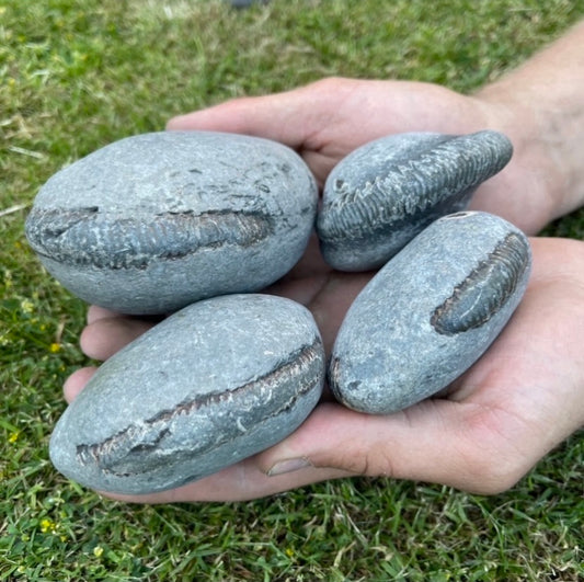 Large Ammonite Nodules x4 ammonite fossil - Whitby, North Yorkshire Jurassic Coast, Yorkshire fossils