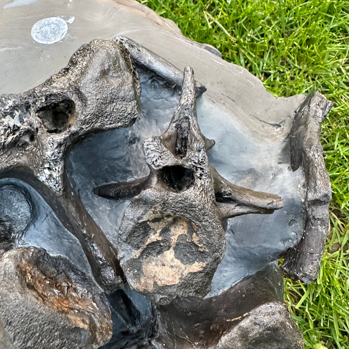 Crocodile Bone Block - Marine Reptile Whitby, North Yorkshire, Jurassic Coast