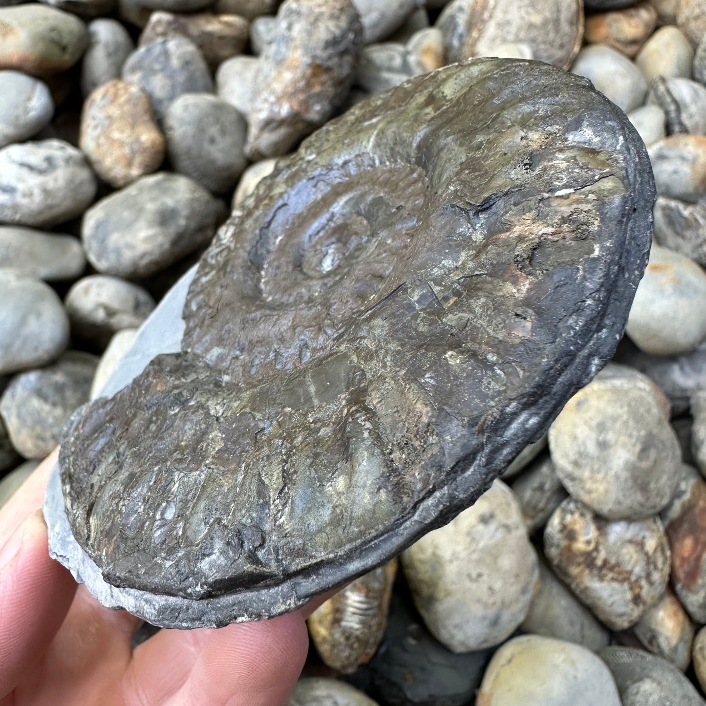 Hildoceras lusitanicum ammonite fossil - Whitby, North Yorkshire, Jurassic Coast, Yorkshire Fossils