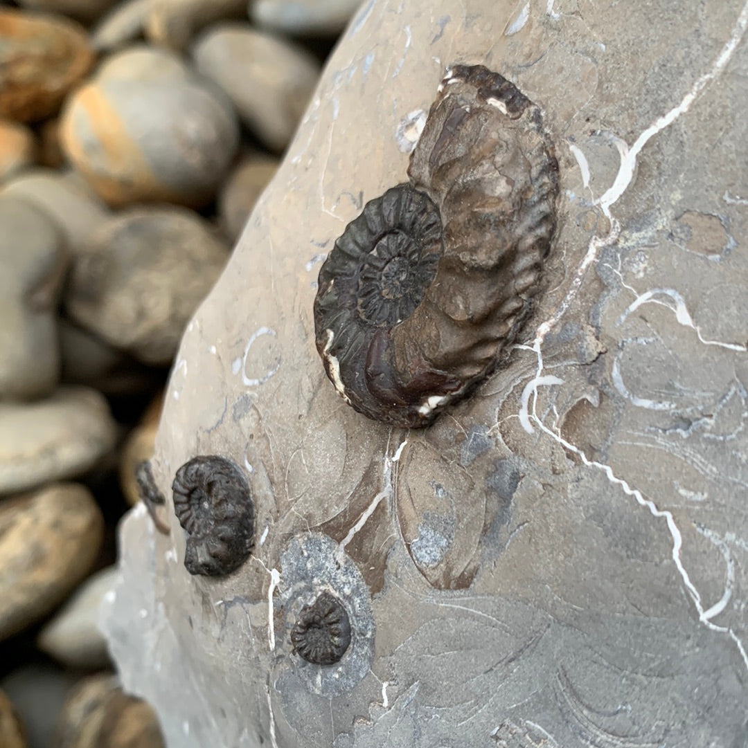 Amaltheus subnodosus ammonite fossil - Whitby, North Yorkshire, Yorkshire fossils