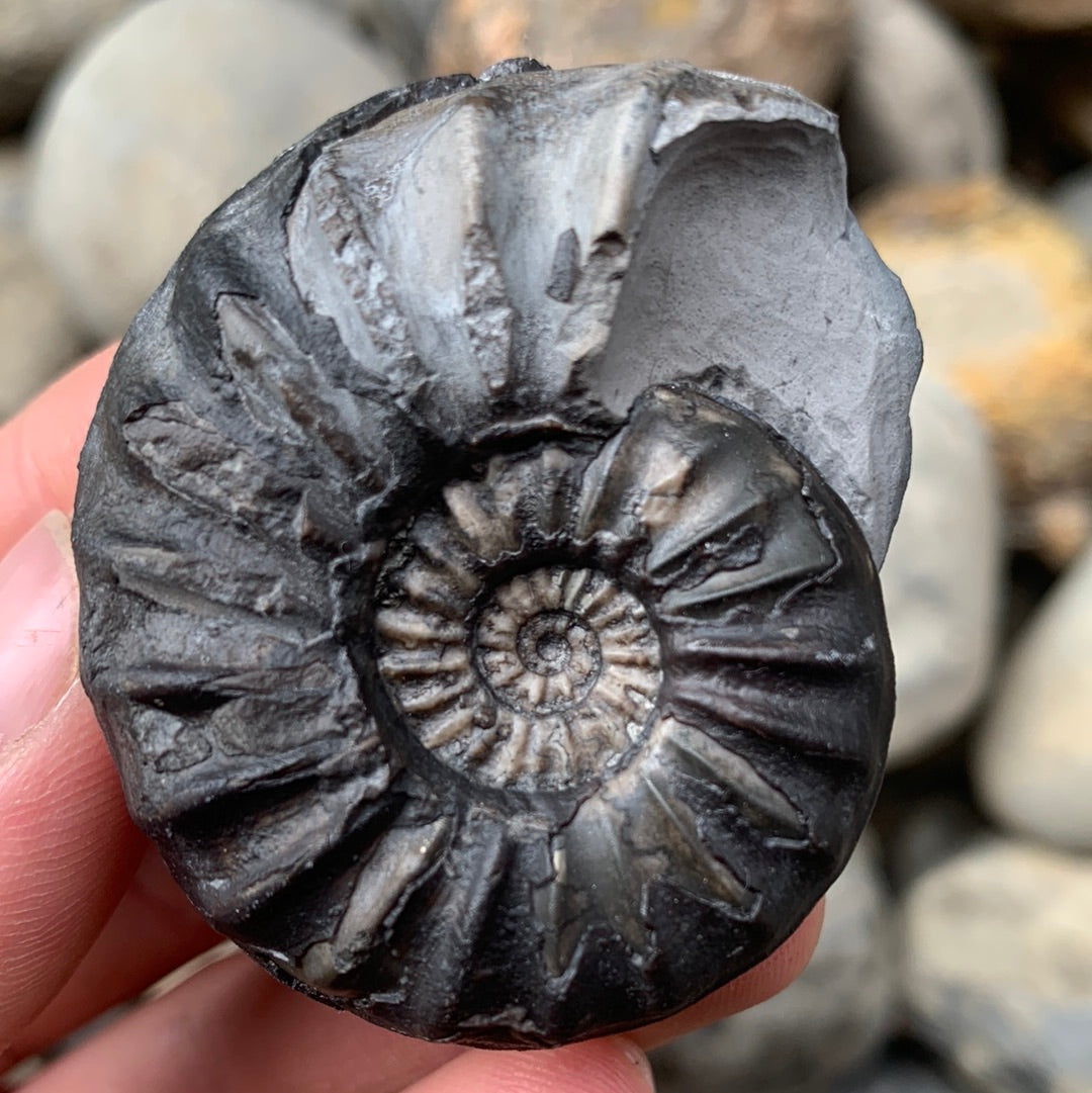 Aegasteroceras sagittarium ammonite fossil - Whitby, North Yorkshire