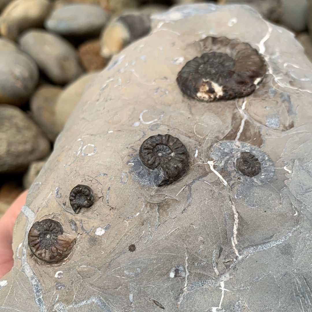 Amaltheus subnodosus ammonite fossil - Whitby, North Yorkshire, Yorkshire fossils