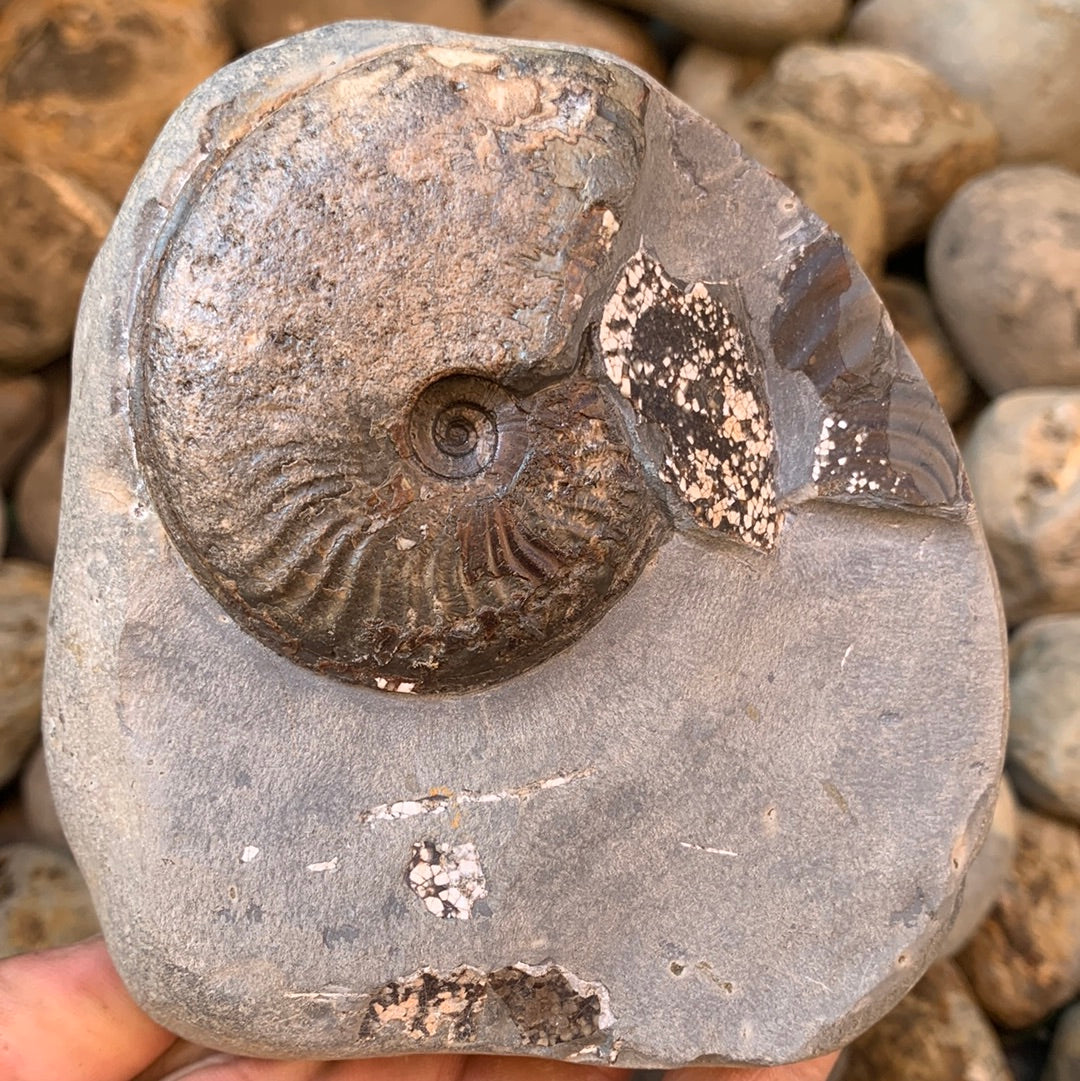 Pseudolioceras lythense ammonite fossil - Whitby, North Yorkshire Jurassic Coast, Yorkshire fossils