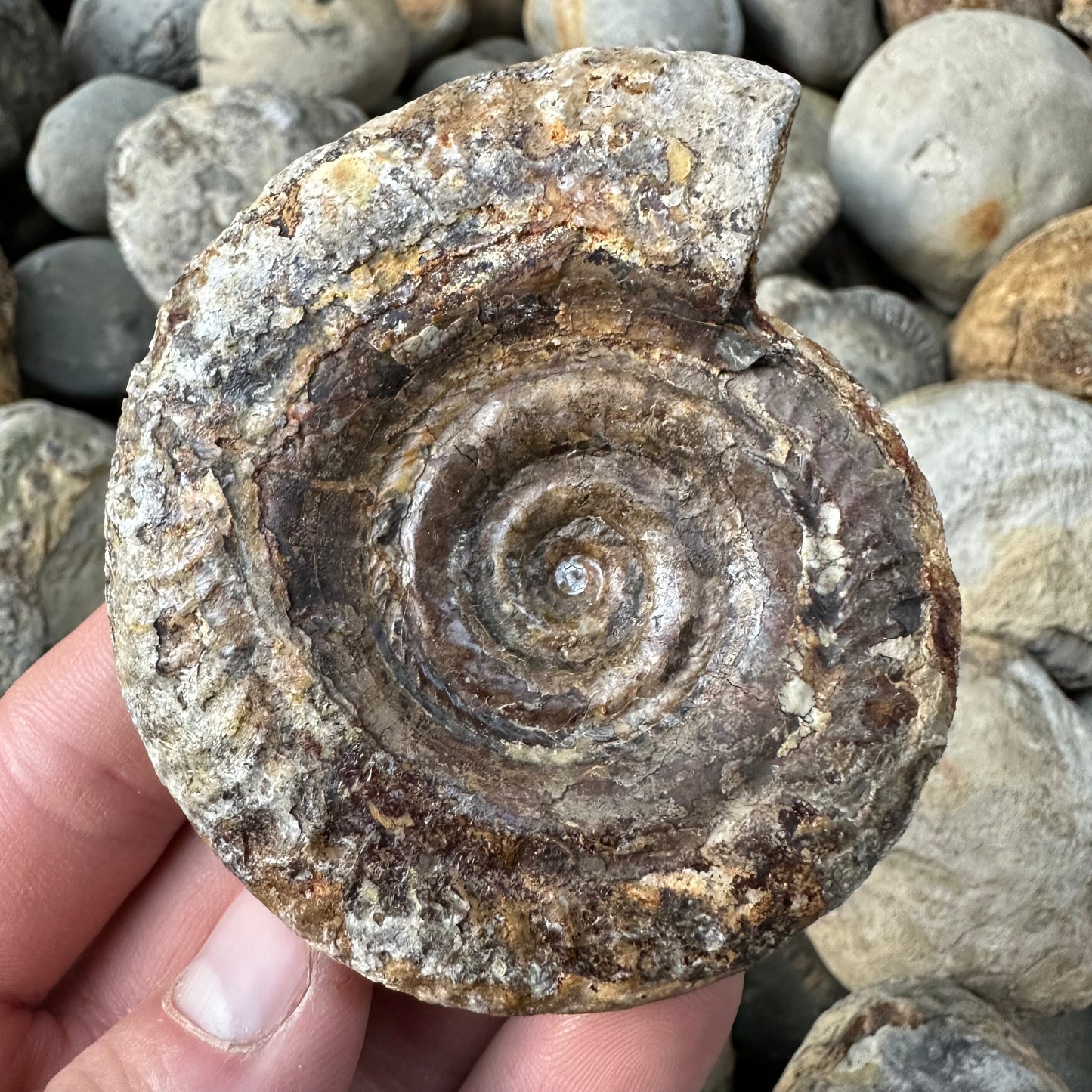 Hildoceras Bifrons ammonite fossil - Whitby, North Yorkshire Jurassic Coast