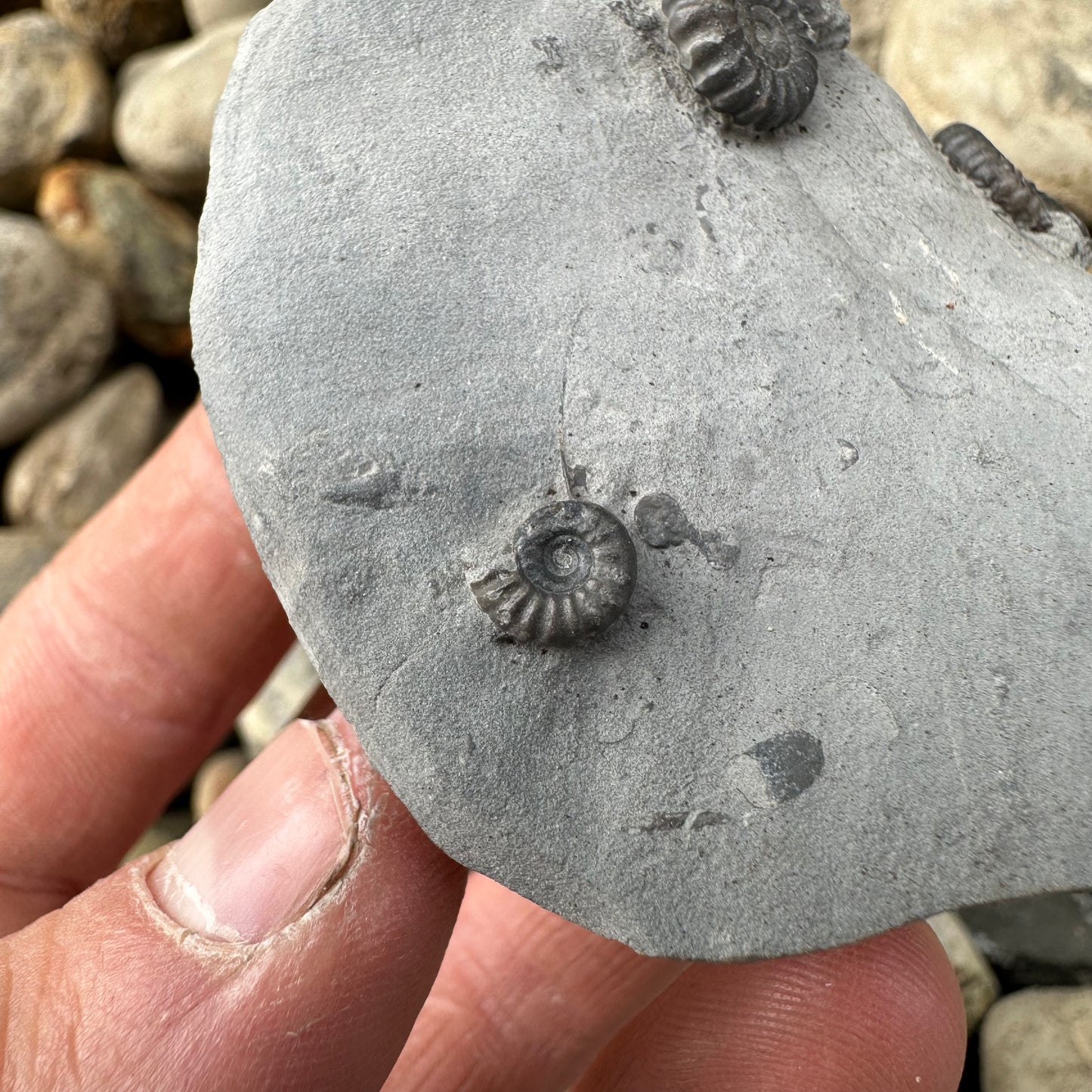 Promicroceras ammonite fossil - Whitby, North Yorkshire