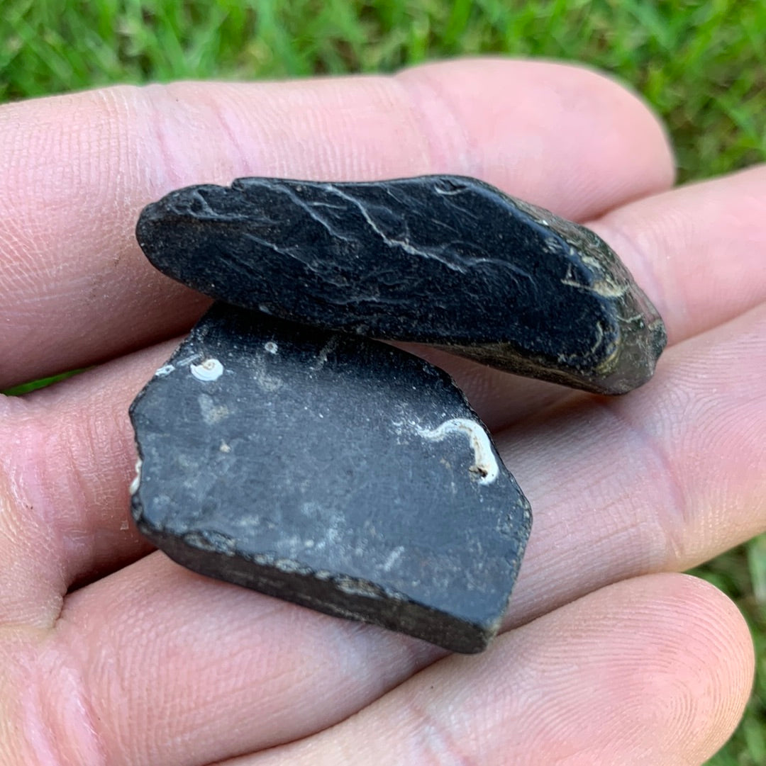Yorkshire Ammonite Shell Fossil Bundle - Jurassic Coast Fossil Bundle Whitby, North Yorkshire