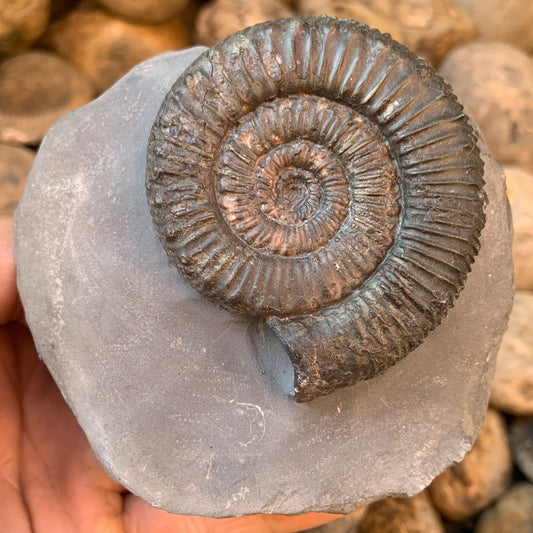 Peronoceras Fibulatum ammonite fossil - Whitby, North Yorkshire Jurassic Coast, Yorkshire fossils