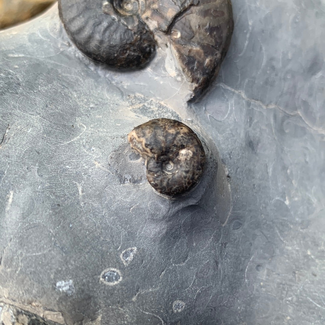 Grammoceras thouarense / pseudolioceras boulbiense ammonite fossil - Whitby, North Yorkshire Jurassic Coast