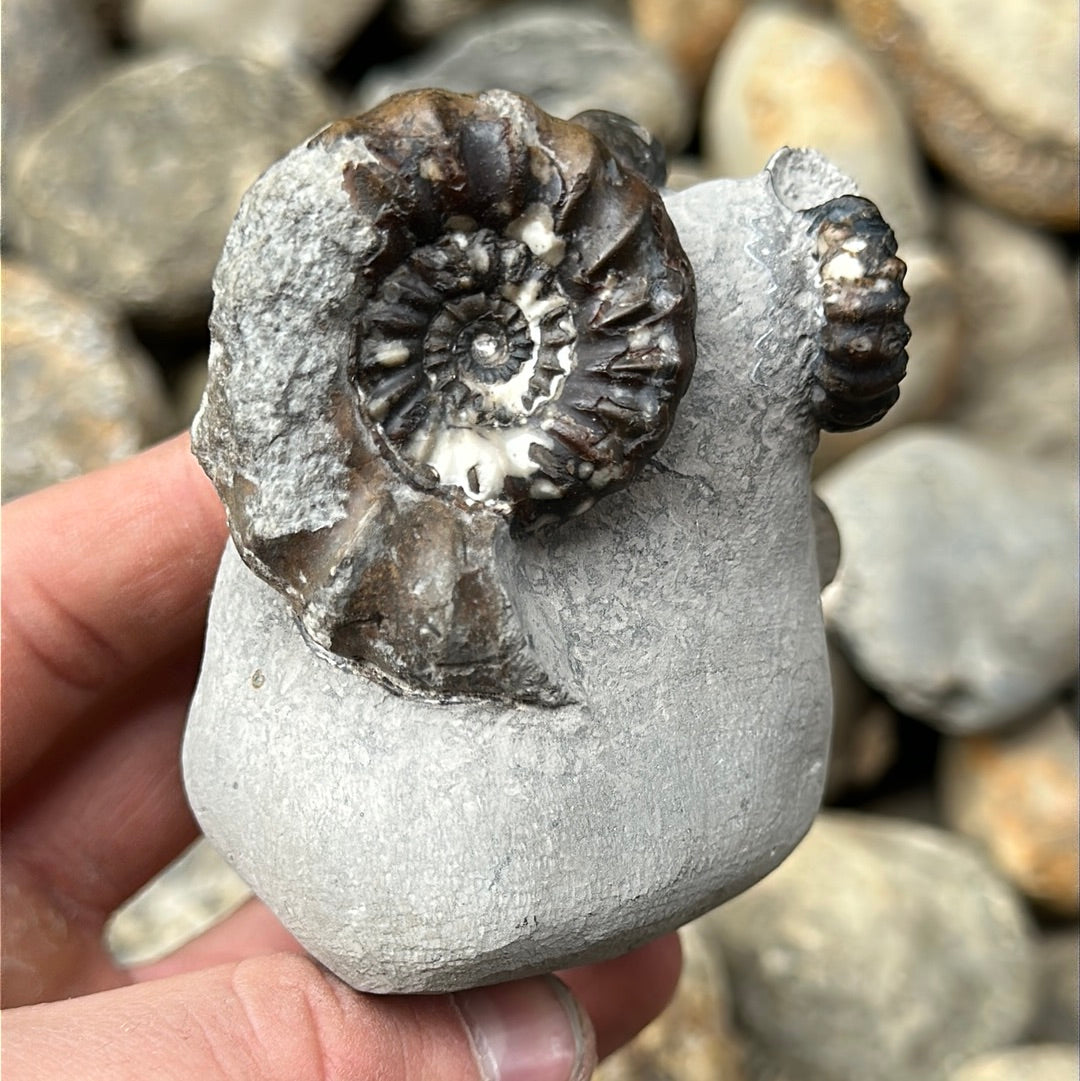 Androgynoceras maculatum ammonite fossil - Whitby, North Yorkshire