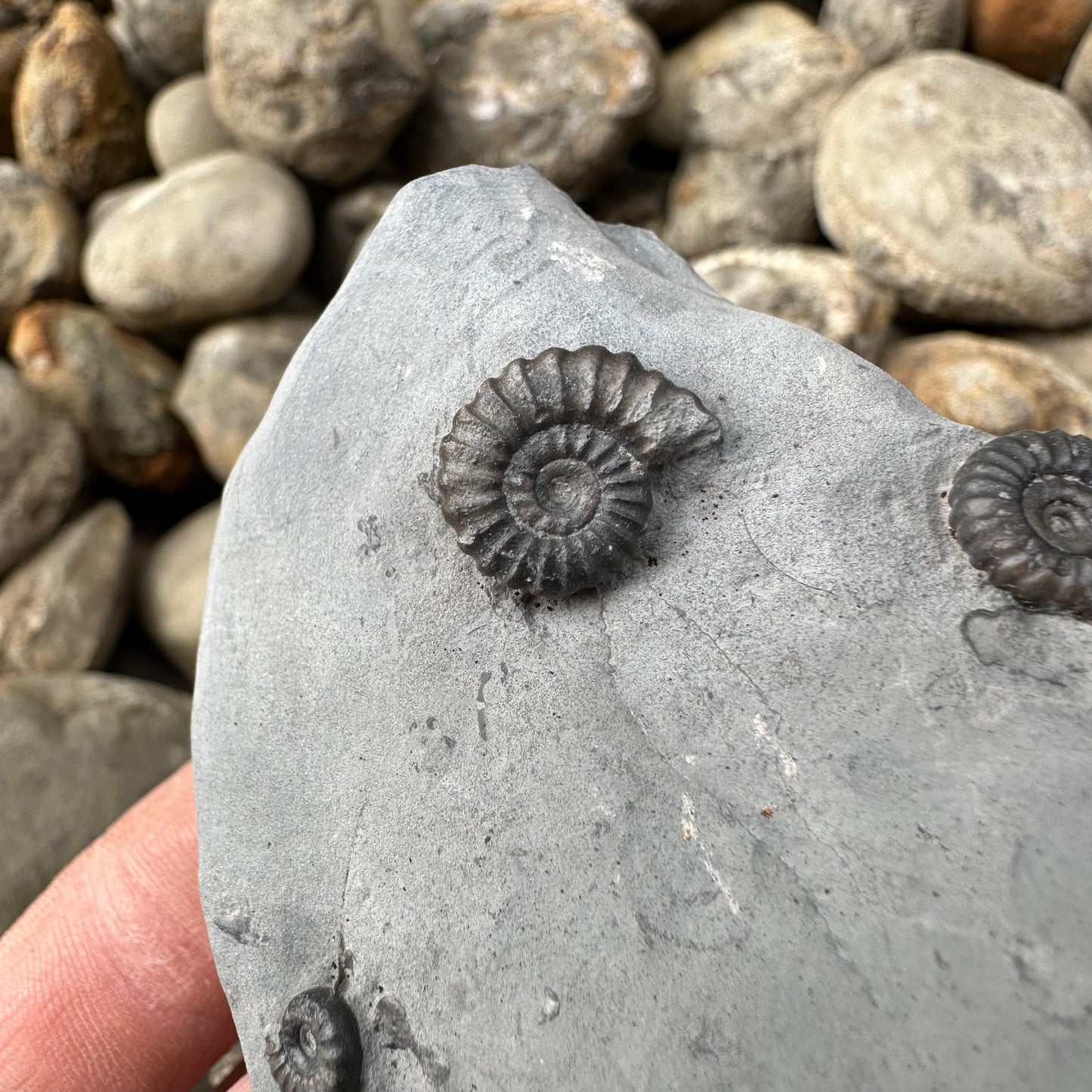 Promicroceras ammonite fossil - Whitby, North Yorkshire