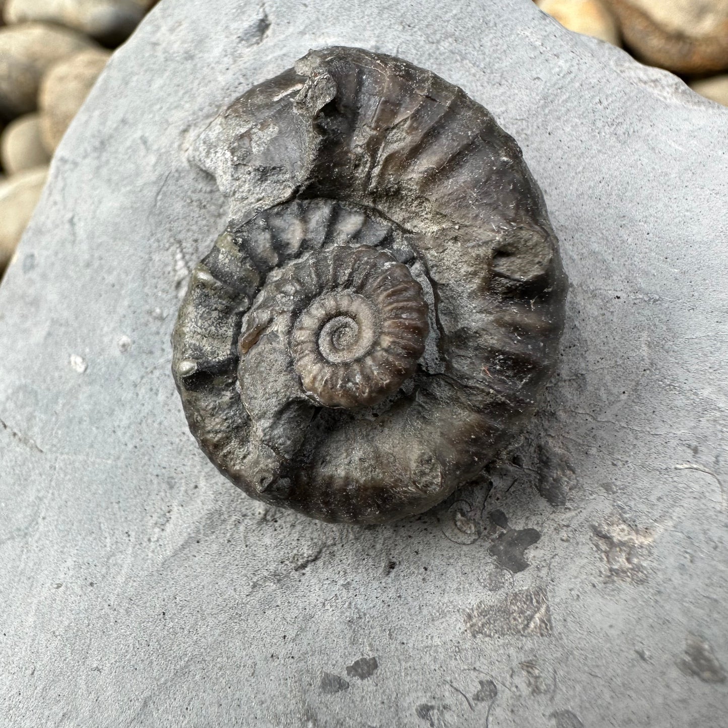 Xipheroceras / Promicroceras ammonite fossil - Whitby, North Yorkshire