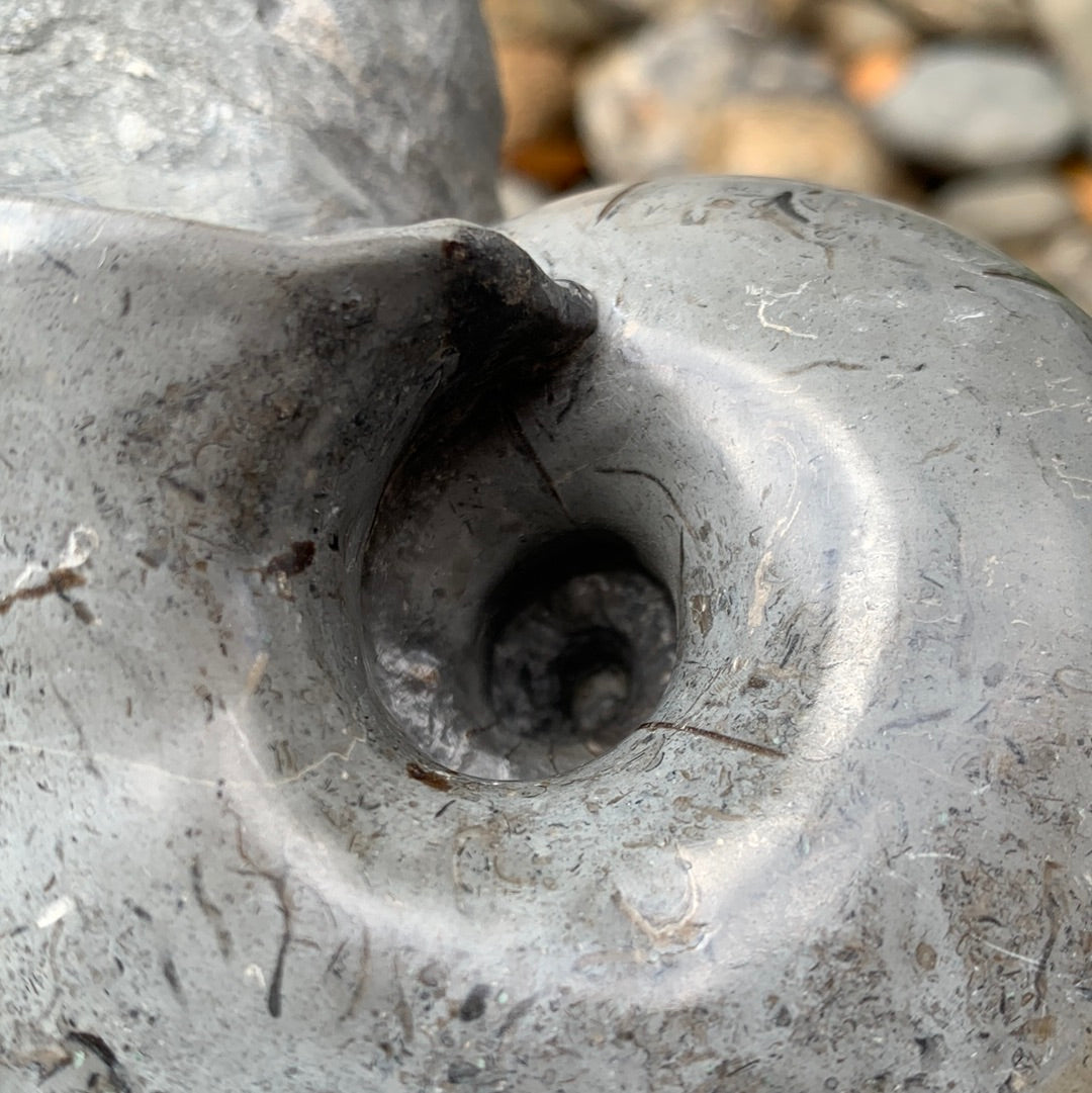 Nautilus shell fossil - Whitby, North Yorkshire Jurassic Coast
