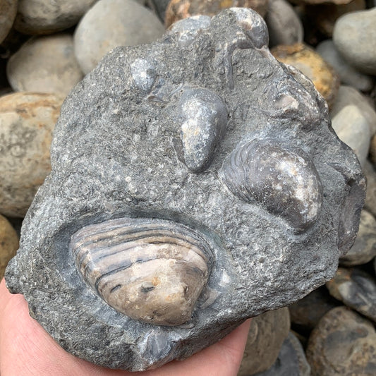Cardinia Shell fossil - Whitby, North Yorkshire