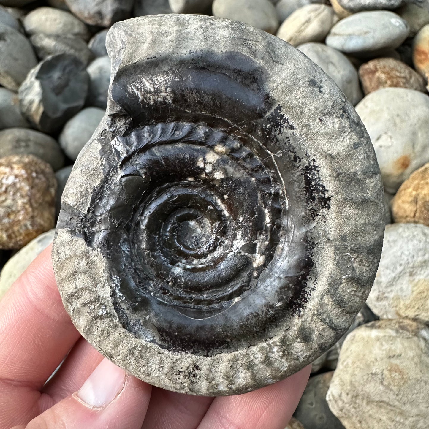 Hildoceras Bifrons ammonite fossil - Whitby, North Yorkshire Jurassic Coast