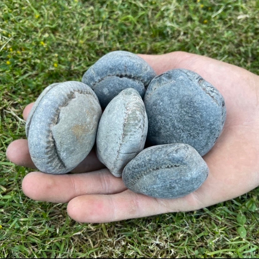 Small Ammonite Nodules x5 ammonite fossil - Whitby, North Yorkshire Jurassic Coast, Yorkshire fossils