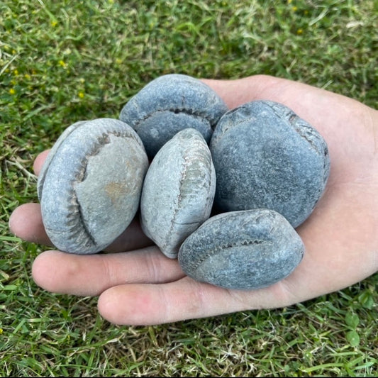Small Ammonite Nodules x5 ammonite fossil - Whitby, North Yorkshire Jurassic Coast, Yorkshire fossils