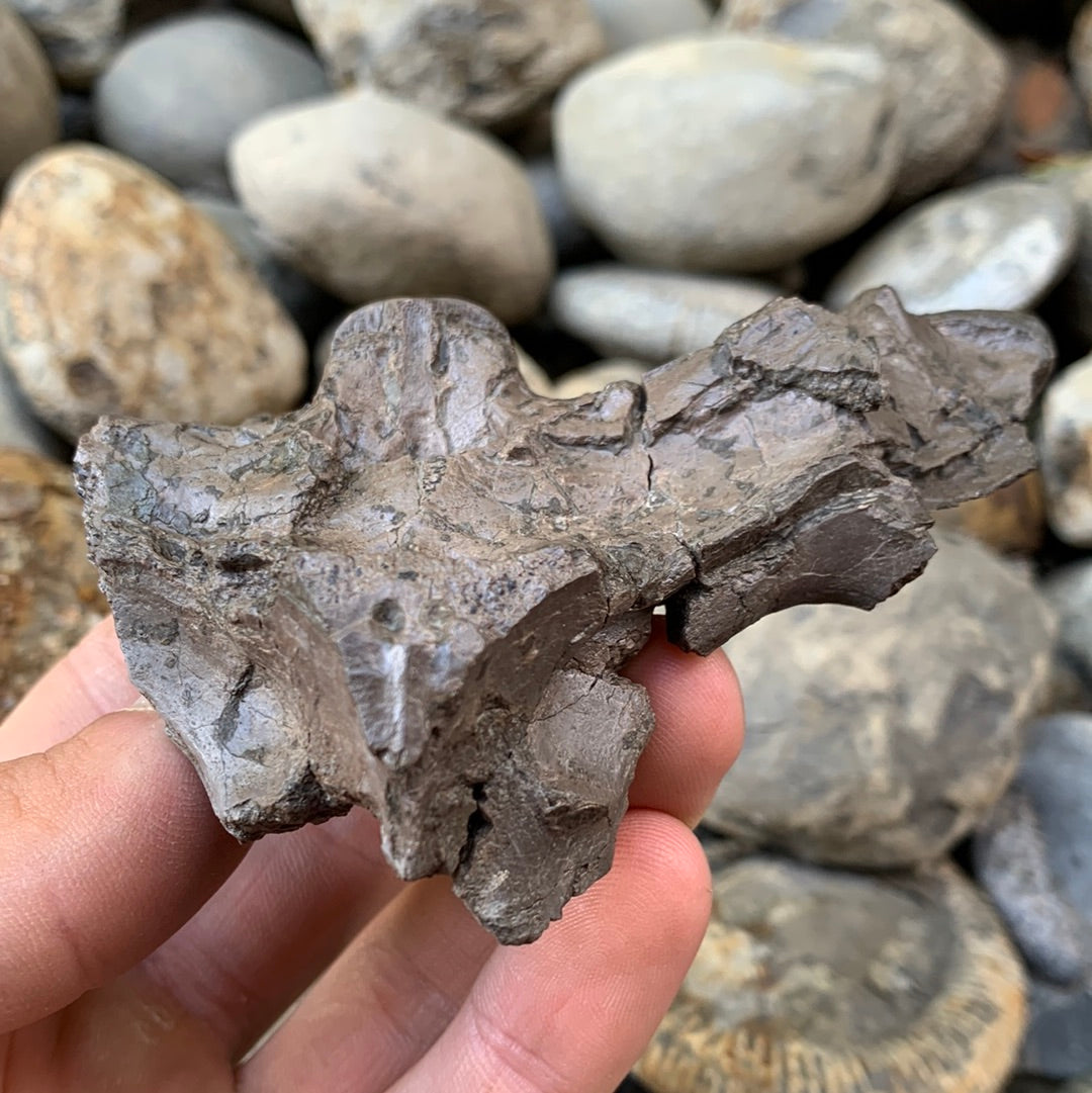 Partial Crocodile Skull - Marine Reptile Whitby, North Yorkshire