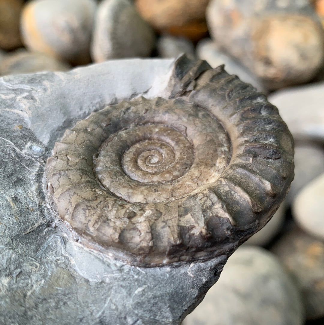 Arnioceras semicostatum ammonite shell fossil - Whitby, North Yorkshire