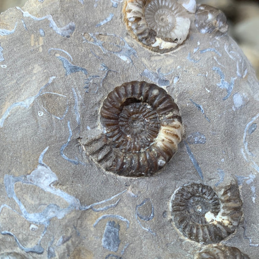 Androgynoceras capricornus ammonite fossil - Whitby, North Yorkshire