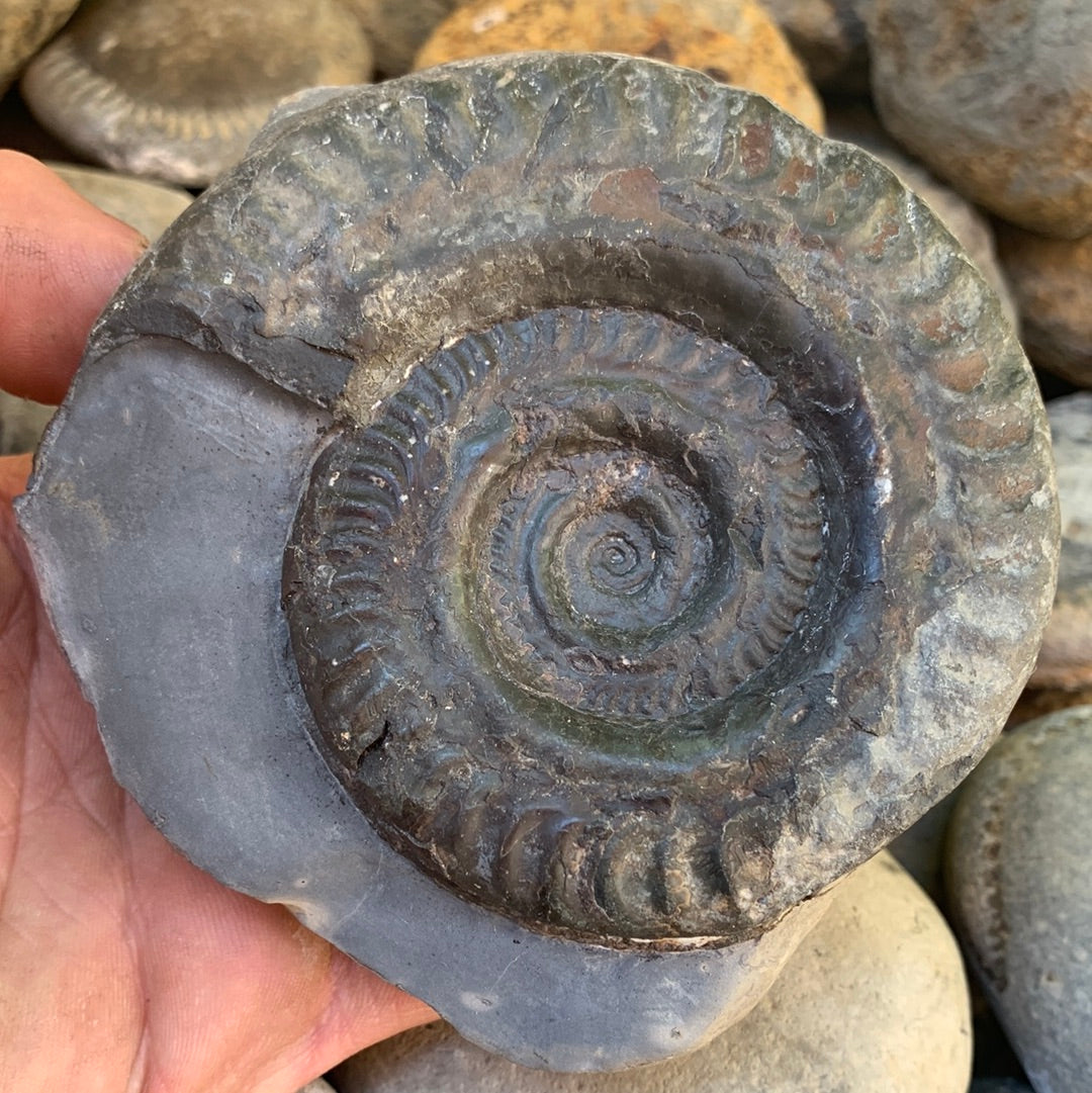 Hildoceras lusitanicum ammonite fossil - Whitby, North Yorkshire Jurassic Coast, Yorkshire Fossils