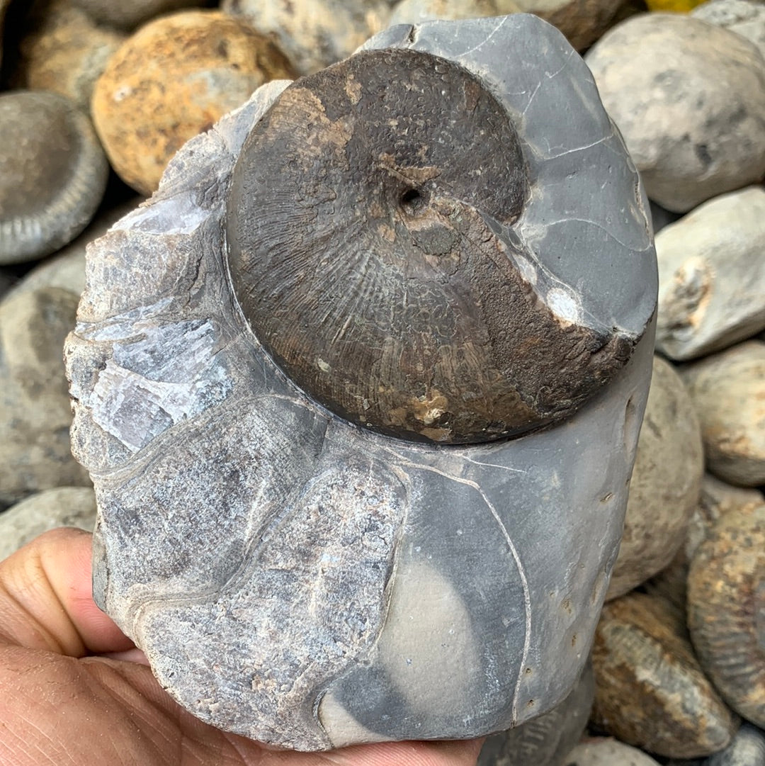 Phylloceras ammonite fossil - Whitby, North Yorkshire Jurassic Coast, Yorkshire fossils