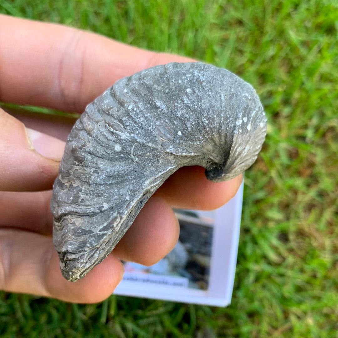 Yorkshire Ammonite Shell Fossil Bundle - Jurassic Coast Fossil Bundle Whitby, North Yorkshire