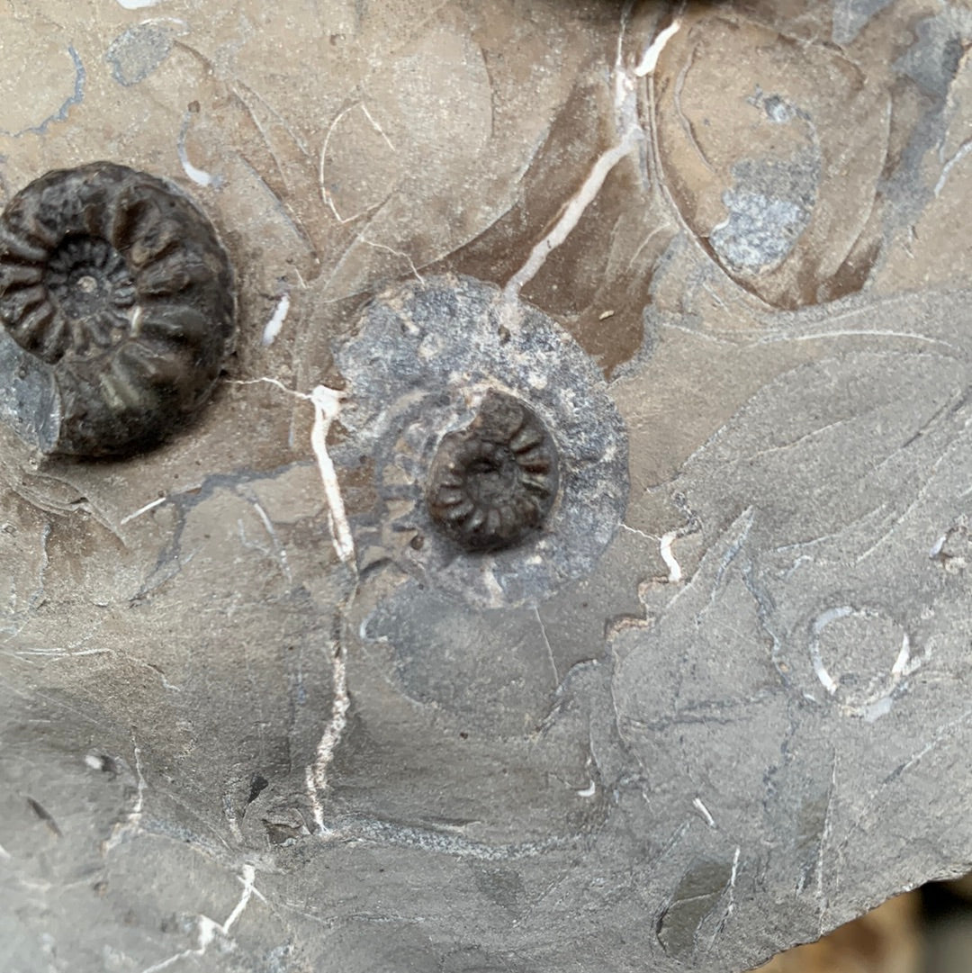 Amaltheus subnodosus ammonite fossil - Whitby, North Yorkshire, Yorkshire fossils