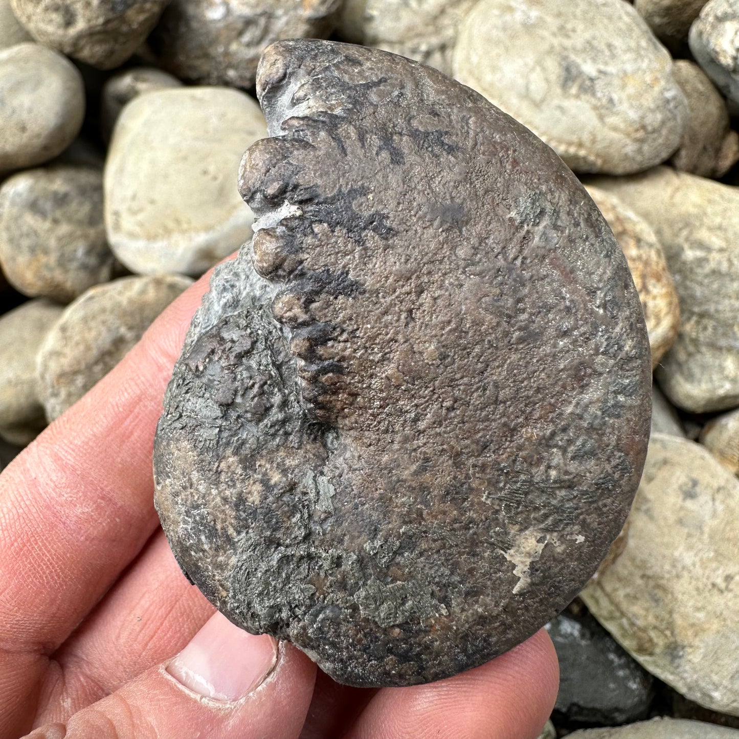 Phylloceras ammonite fossil - Whitby, North Yorkshire Jurassic Coast, Yorkshire fossils